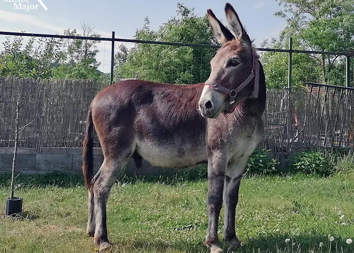 Minor Major * Somogyacsa