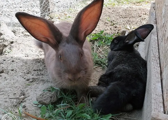 Casa de Férias Minor Major Somogyacsa